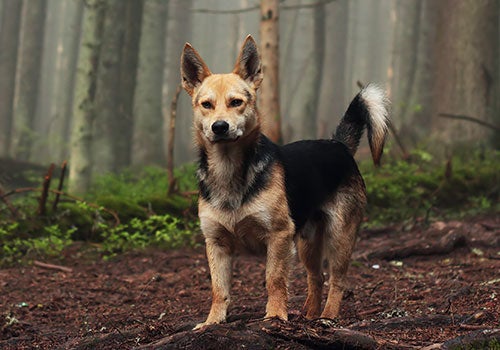 Spaulding Injury Law in Atlanta GA